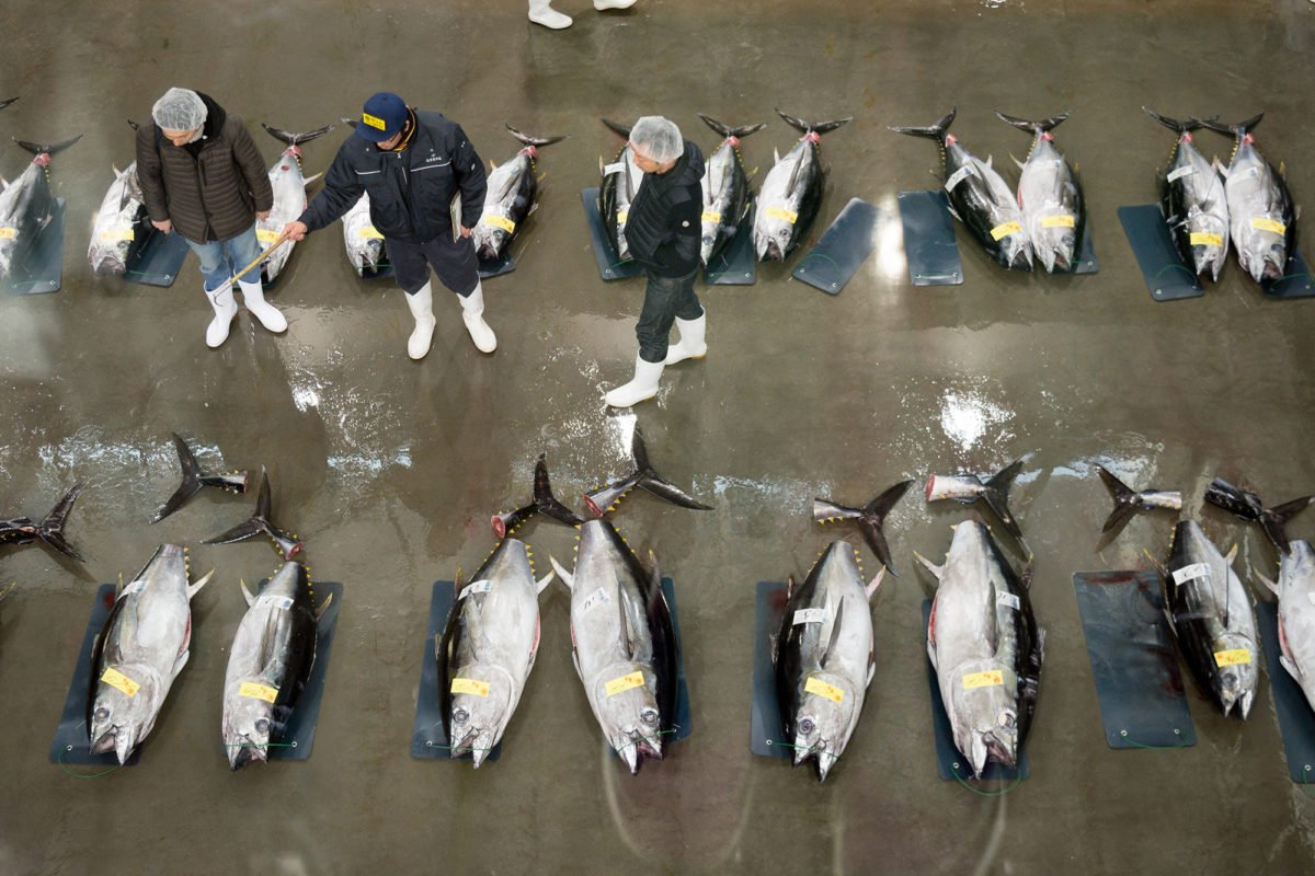 🐟 시오가마 수산물 도매시장(시오가마 스이산부츠 나카오로시 이치바) 이미지 4